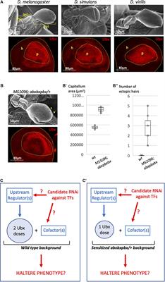 Developmental Robustness: The Haltere Case in Drosophila